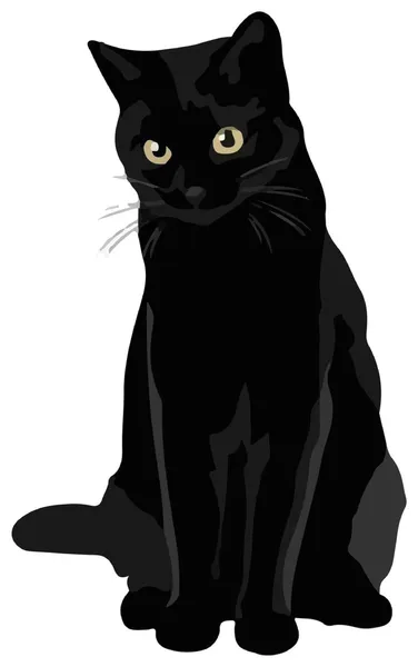 Gato negro