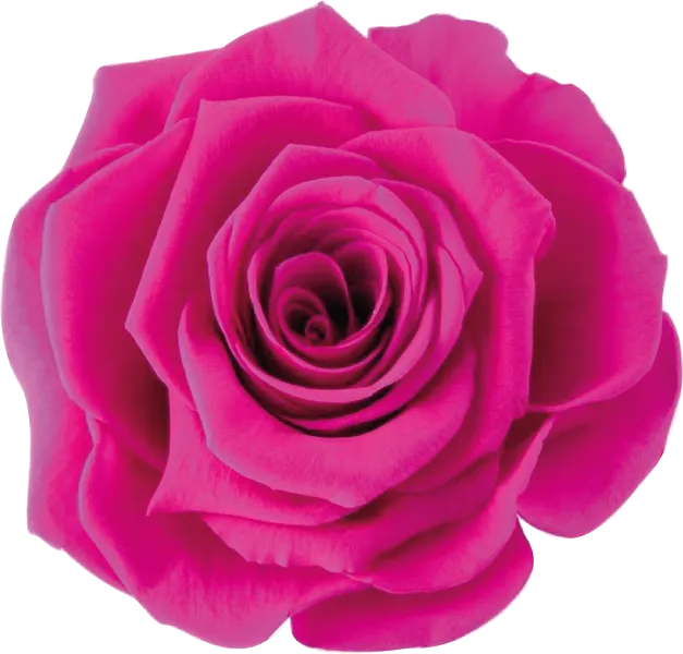 Rosa preciosa
